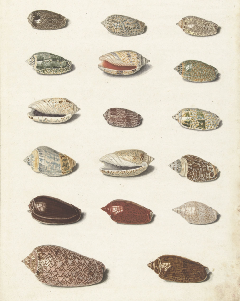 Twenty Tropical Shells Johann Gustav Hoch, 1726 - 1779 @Rijksmuseum