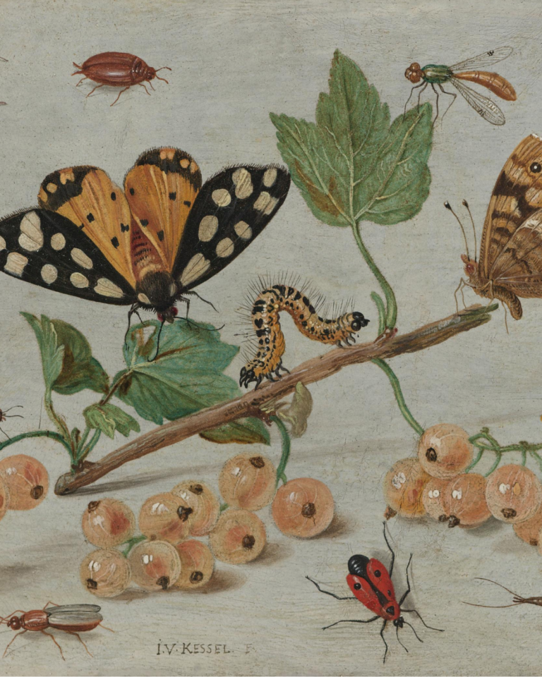 Sprig of White Currants with Insects Jan van Kessel (I), c. 1653 - c. 1661 @Rijksmuseum